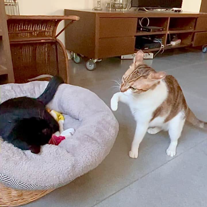 Katetsaiのインスタグラム：「互相叫囂🔊🔊🔊 Yelling at each other  #聽起來像美聲合音 #麻吉一直不敢出腿 #有聲音捏  #cat #neko #ネコ #ねこ #猫  #Machifansclub #麻吉Machi #吉美jigme #Jigmefansclub #catsofinstagram #katetsaivideo」