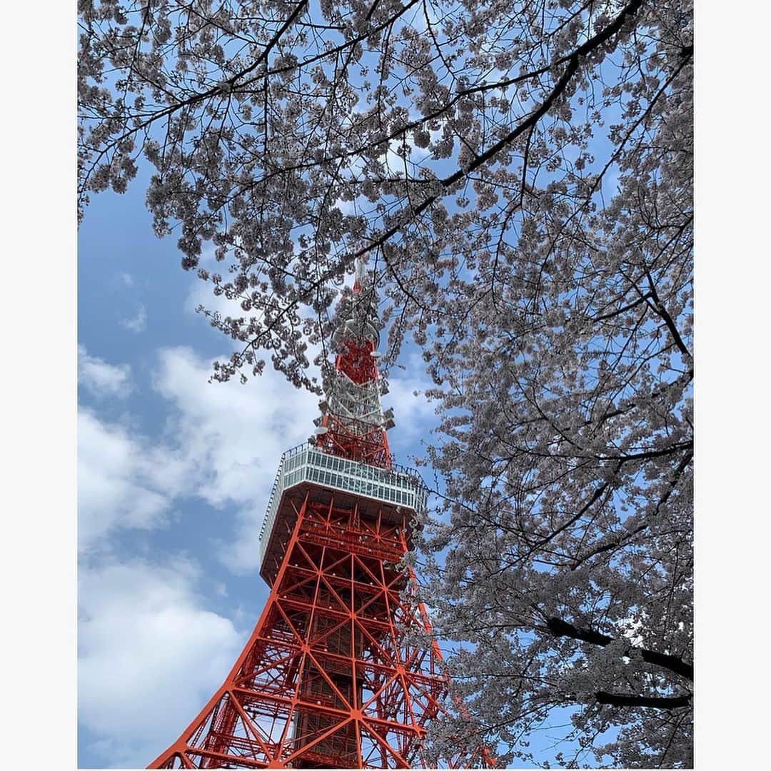 武藤京子さんのインスタグラム写真 - (武藤京子Instagram)「* * 🌸&🗼 * 満開だ✨✨✨ * #東京タワー #tokyotower #桜 #🗼 #🌸」3月26日 18時16分 - kyokomuto0628