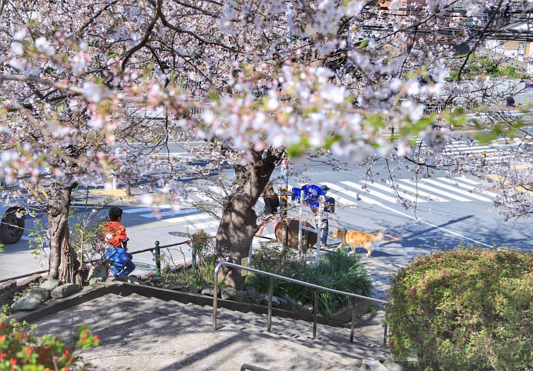 葉山町のインスタグラム：「- 思い浮かぶ桜ソングで 同世代かなってわかるよね  #葉山歩き  #葉山 #hayama #花の木公園 #桜 #見頃 になりました #HananokiPark #park #japantrip  #つつじ 開花はもう少しあと #春 らしいあたたかい日に #うとうと #今週もおつかれさまでした #感染防止対策 をしながら #素敵な週末をお過ごしください  私の桜ソングは #ケツメイシ かな」