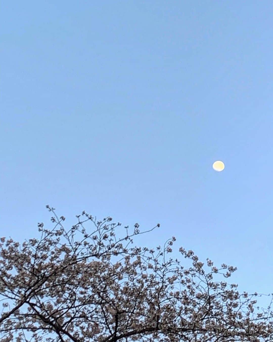 深瀬美桜さんのインスタグラム写真 - (深瀬美桜Instagram)「🌸🌔」3月26日 18時45分 - fukasemio