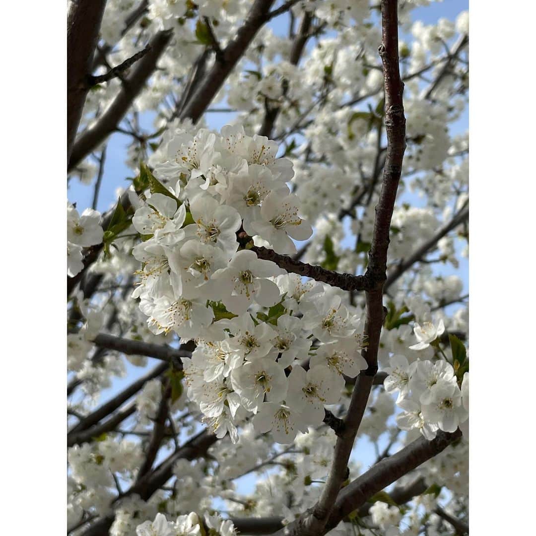 真野恵里菜さんのインスタグラム写真 - (真野恵里菜Instagram)「1枚目の写真。 2月末のマドリードにて 至る所でピンクの花が満開の木を見かけました🌸 すっごく桜に似ているけど色が濃くて よく見ると違う、、、？ いつもお世話になっている方に聞いてみたら これはアーモンドのお花です！ と教えていただきました😌 調べてみると本当に桜と似ていて こっちで桜は見れないけどこれでお花見気分！ と、わんこのお散歩のたびに眺めていました🌸 . . 2枚目の写真。 これは昨日の写真です🌸 いつも通る散歩コースに1本だけ満開の木が！😳 これは桜ですよね？！ 遠く離れたこの地に桜が咲いていることが嬉しくて あたたかい気持ちになりました☺️ . . みんなが住んでいるところにも桜咲いてるかな？🌸 #スペイン生活 #桜 #アーモンドの花」3月26日 18時38分 - erinamano_official
