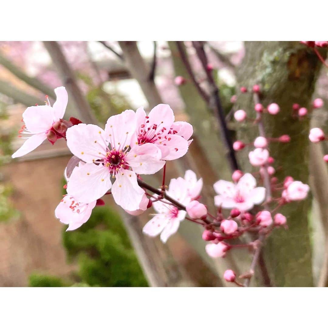 真野恵里菜さんのインスタグラム写真 - (真野恵里菜Instagram)「1枚目の写真。 2月末のマドリードにて 至る所でピンクの花が満開の木を見かけました🌸 すっごく桜に似ているけど色が濃くて よく見ると違う、、、？ いつもお世話になっている方に聞いてみたら これはアーモンドのお花です！ と教えていただきました😌 調べてみると本当に桜と似ていて こっちで桜は見れないけどこれでお花見気分！ と、わんこのお散歩のたびに眺めていました🌸 . . 2枚目の写真。 これは昨日の写真です🌸 いつも通る散歩コースに1本だけ満開の木が！😳 これは桜ですよね？！ 遠く離れたこの地に桜が咲いていることが嬉しくて あたたかい気持ちになりました☺️ . . みんなが住んでいるところにも桜咲いてるかな？🌸 #スペイン生活 #桜 #アーモンドの花」3月26日 18時38分 - erinamano_official