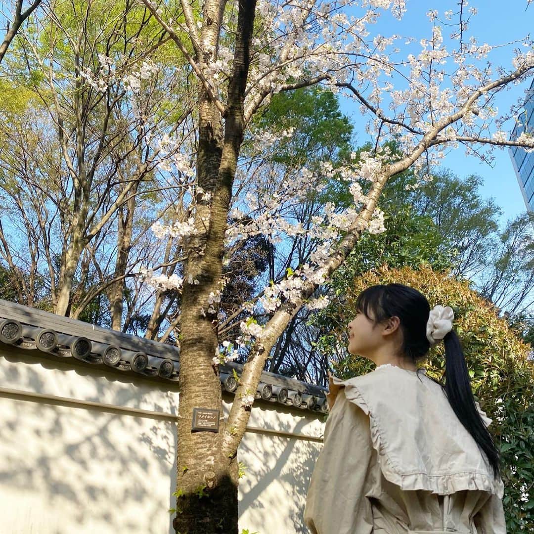 林芽亜里さんのインスタグラム写真 - (林芽亜里Instagram)「🎀﻿ ﻿ 風が強くって、、﻿ 桜の花がヒラヒラしてました。﻿ めありの髪はファサファサしてました。  笑笑﻿ ﻿ #林芽亜里 #ニコラ #TreatUrself」3月26日 18時41分 - meari__hayashi