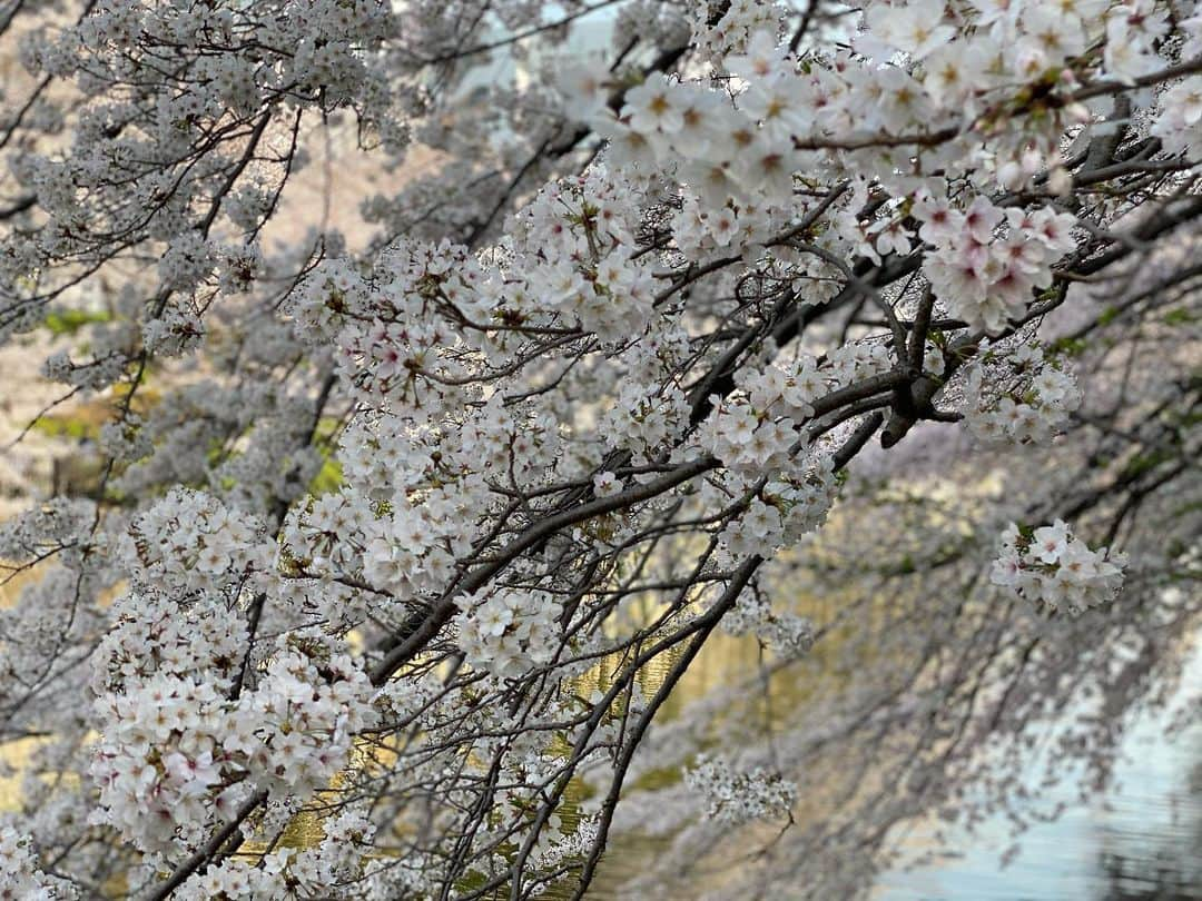 穂川果音さんのインスタグラム写真 - (穂川果音Instagram)「見頃ですねっ🌸 いつも通勤で歩くのが億劫になるけど、この季節は楽しくなっちゃう♪  　#春ですね　#桜　#sakura #spring #portrait」3月26日 18時49分 - hokawakanonn