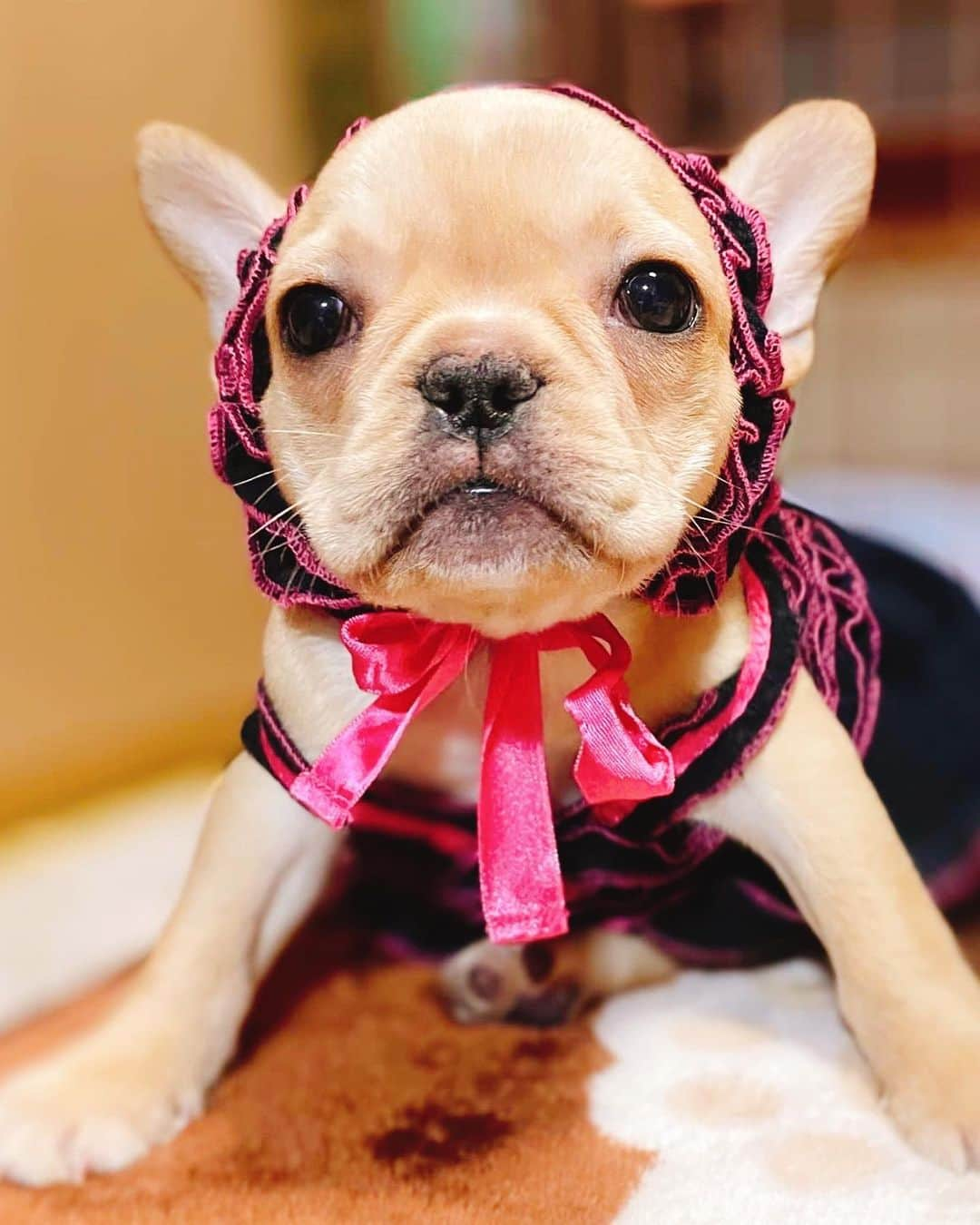 黒ユイさんのインスタグラム写真 - (黒ユイInstagram)「🐶 Hi🙌🏻 I'm maron🐶 はじめまして☺️ ヤンチャ娘で甘えたのマロンです🐶 お友達のみんな、仲良くしてね💓 #フレンチブルドッグ #子犬育て奮闘中」3月26日 18時59分 - yui_my_life