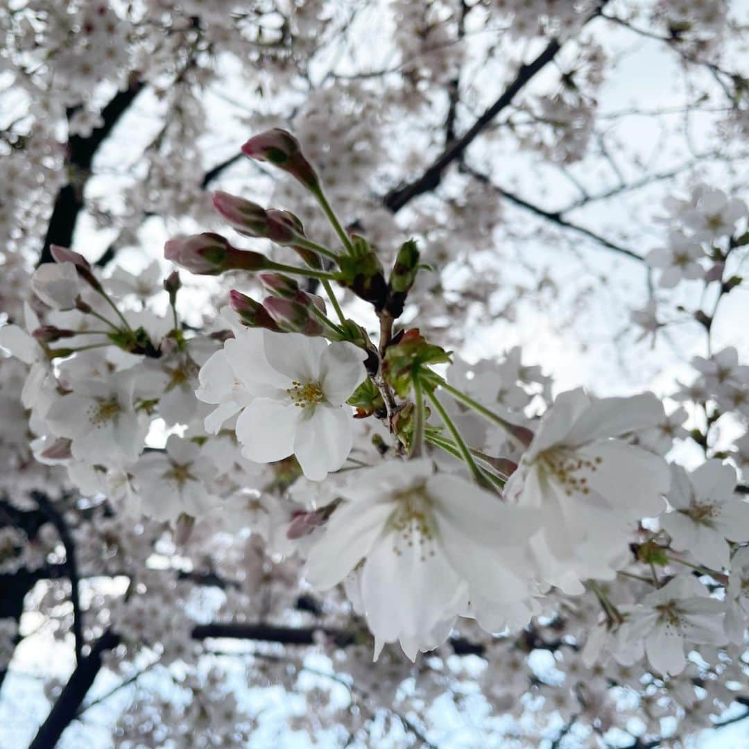 奥仲麻琴さんのインスタグラム写真 - (奥仲麻琴Instagram)「🌸🤍」3月26日 19時05分 - okunaka_makoto