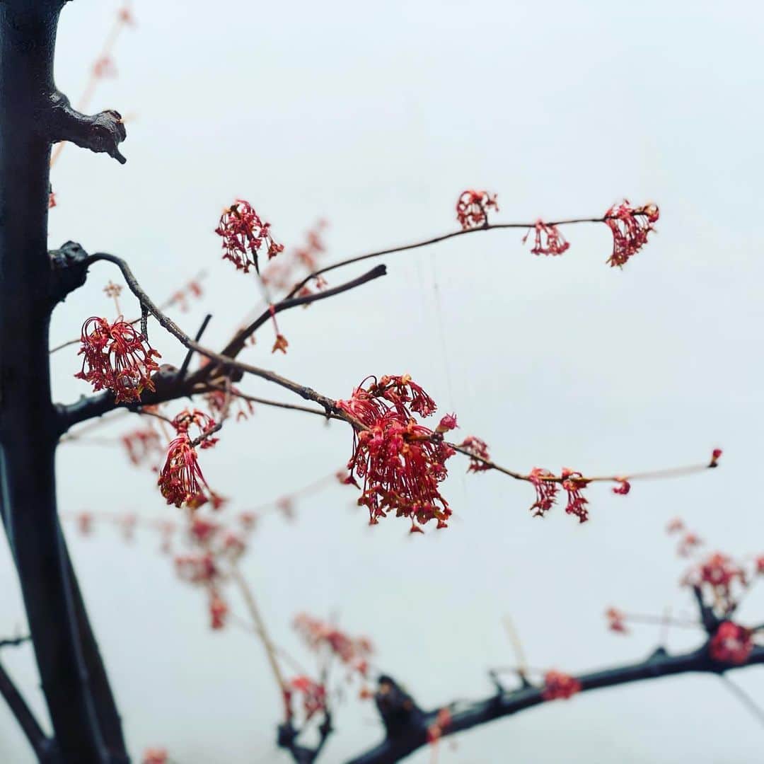 椎名桔平さんのインスタグラム写真 - (椎名桔平Instagram)「#紅楓 今年の春も綺麗に咲いてくれた。^_^」3月26日 19時09分 - kippeishiina