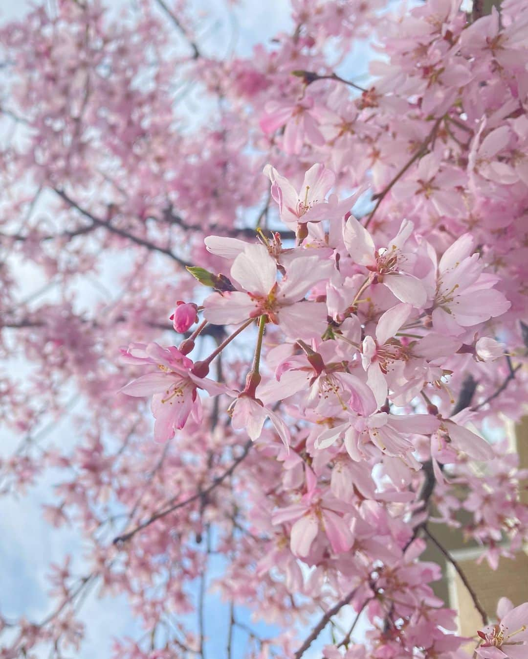 下村彩里さんのインスタグラム写真 - (下村彩里Instagram)「#衣装　x #桜　シリーズ  コート:#plst  シャツ:#nolleys パンツ:#rewde ピアス:#jouete  いつも素敵な衣装ありがとうございます🙇‍♂️✨  今日の放送で 気象コーナーの担当を卒業します🌸  最後まで、丁寧にお伝えできるよう 頑張ります。 よろしくお願いします☺️  #東京タワー　 #今週から #放送中も #輝いています  . .  #下村彩里  #報道ステーション#気象情報#テレビ朝日アナウンサー#テレビ朝日#アナウンサー#アナウンサー衣装#お天気#気象#卒業#感謝 #anchor#costume#japanesefashion#march」3月26日 20時23分 - sairi.shimomura_ex