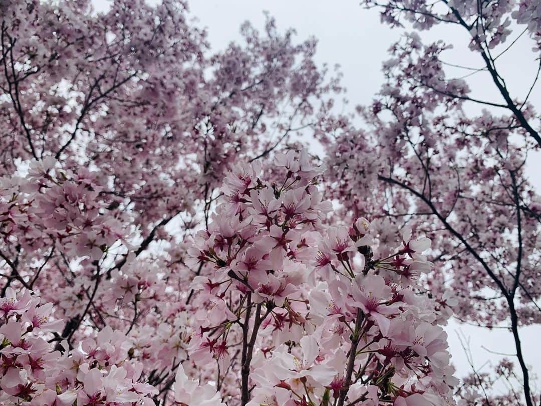 逢沢りなさんのインスタグラム写真 - (逢沢りなInstagram)「りな撮の数年前の桜と今年の桜だよー🌸  こんな状況の中、桜が癒しを届けてくれたような、そんな気がしました☺️ 皆さん、健康に気をつけて日々を過ごして下さいね！」3月26日 20時22分 - aizawarina0728