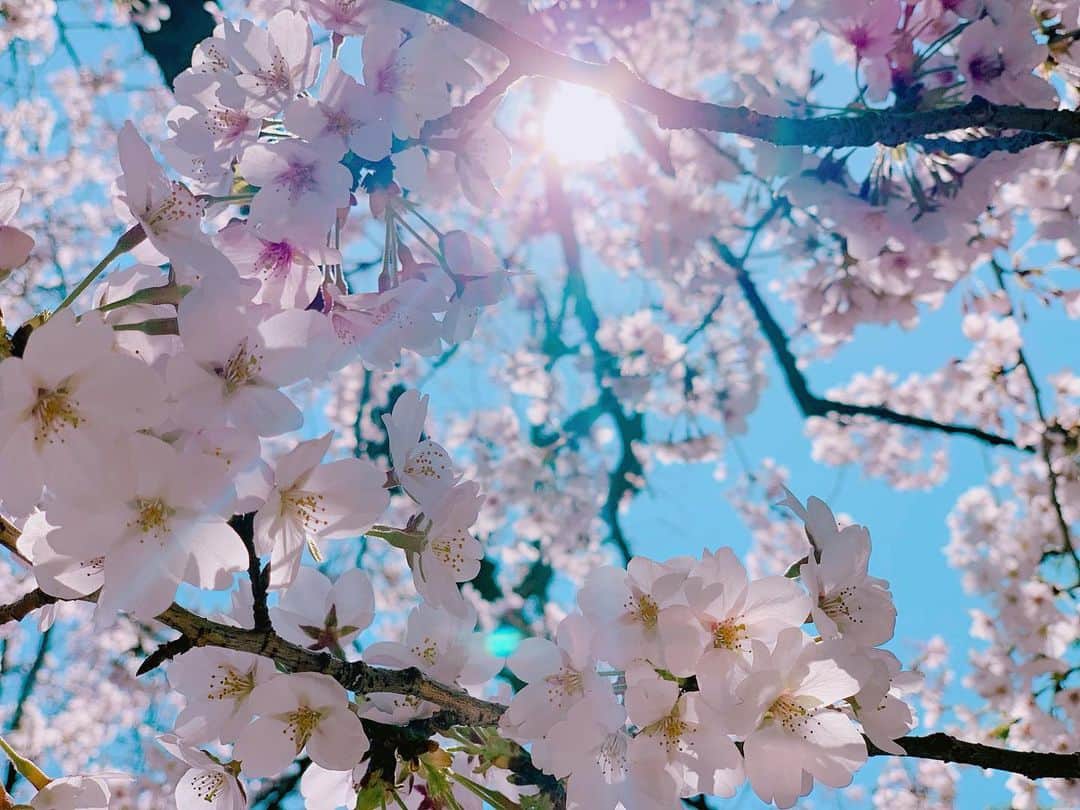 逢沢りなさんのインスタグラム写真 - (逢沢りなInstagram)「りな撮の数年前の桜と今年の桜だよー🌸  こんな状況の中、桜が癒しを届けてくれたような、そんな気がしました☺️ 皆さん、健康に気をつけて日々を過ごして下さいね！」3月26日 20時22分 - aizawarina0728