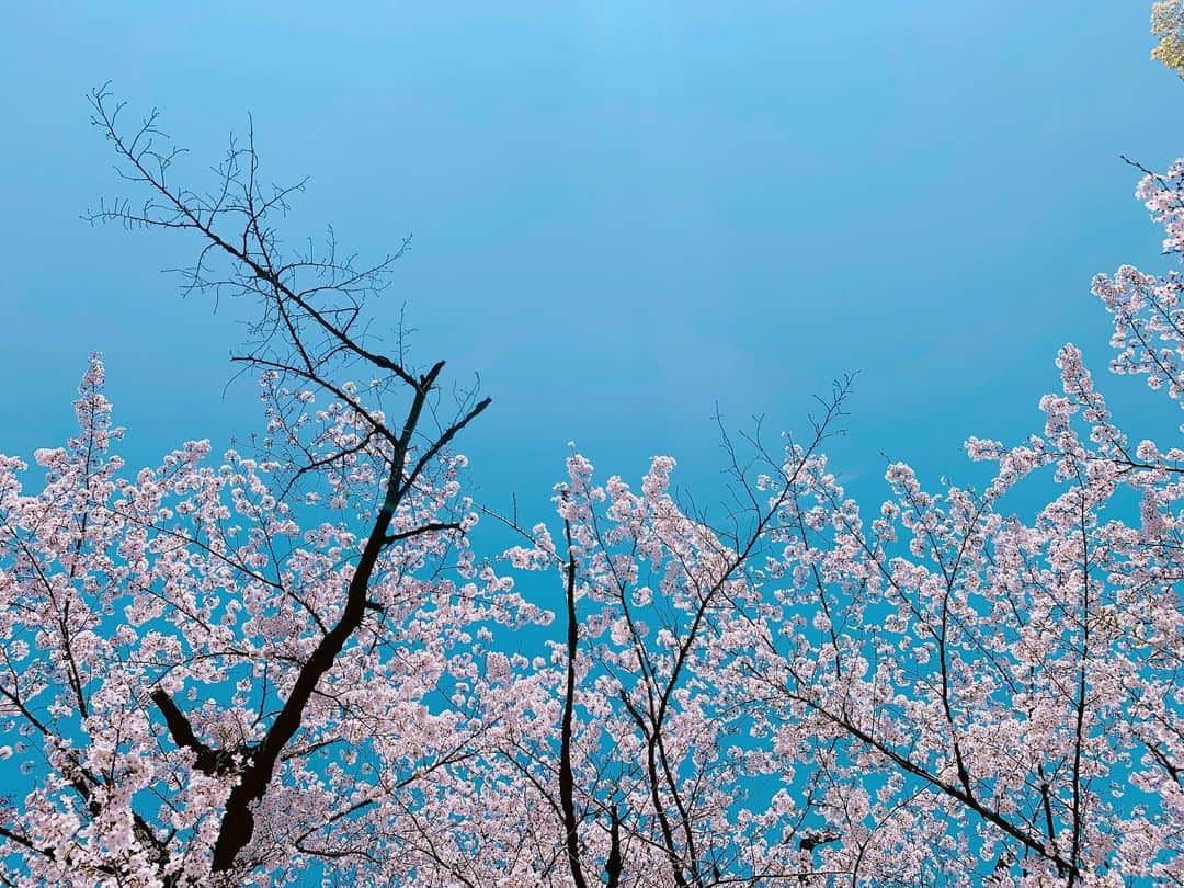 逢沢りなのインスタグラム：「りな撮の数年前の桜と今年の桜だよー🌸  こんな状況の中、桜が癒しを届けてくれたような、そんな気がしました☺️ 皆さん、健康に気をつけて日々を過ごして下さいね！」