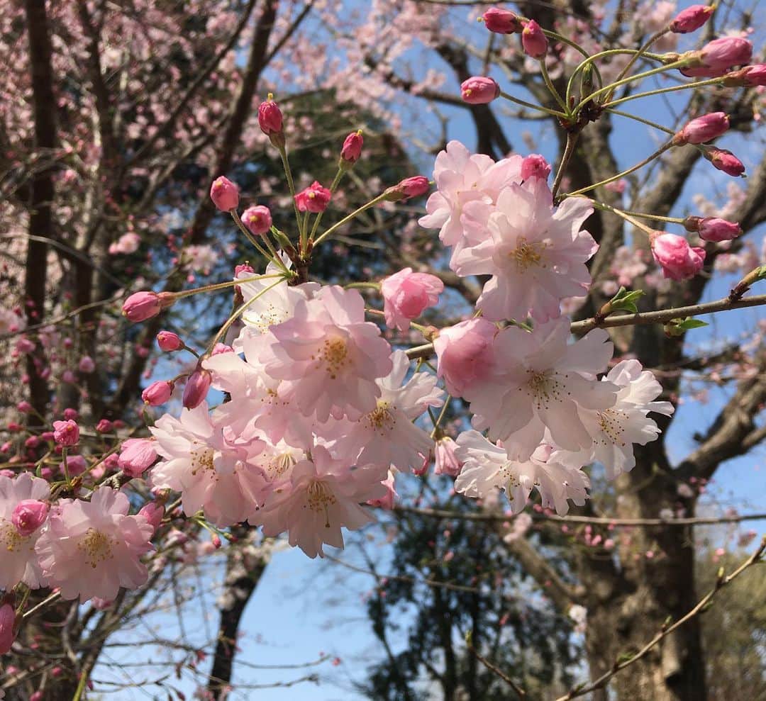 のインスタグラム：「舞姫という名の桜だそう。 春爛漫🌸🌸🌸」