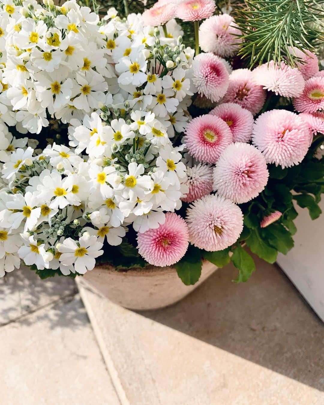 加賀美早紀のインスタグラム：「いつだかの スタジオに咲いてたお花🌸 可愛くてパチリ☺️💗 春は可愛いね」