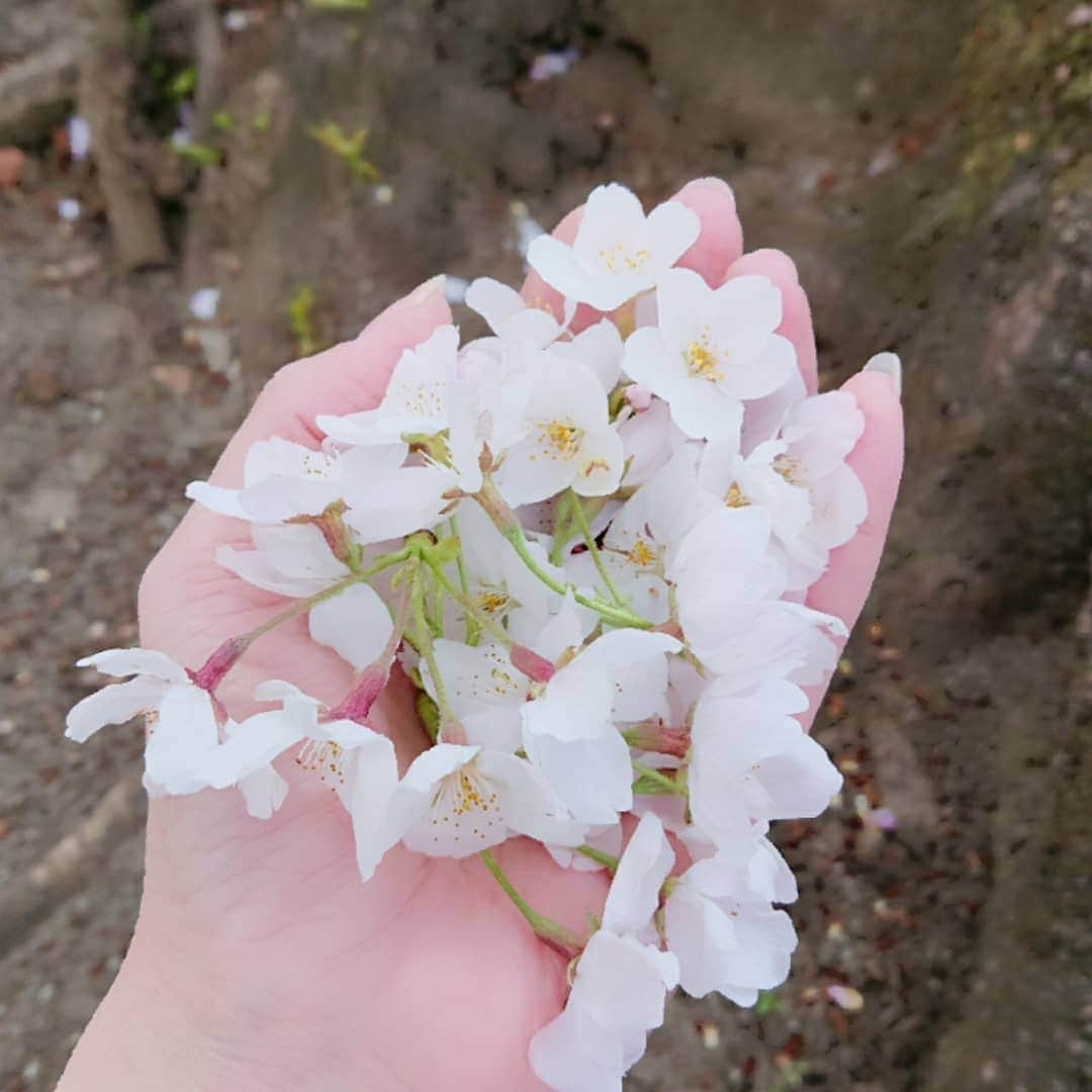 中田有紀さんのインスタグラム写真 - (中田有紀Instagram)「いつの間にか桜満開なんですね🌸😳 今日は風が強かったので、桜吹雪で花びら…どころか花のまま落ちてくる桜がたくさんありました💦 それを娘と拾い集めるという遊び😊 #公園で #桜満開 #桜拾い」3月26日 21時02分 - akinakada0508