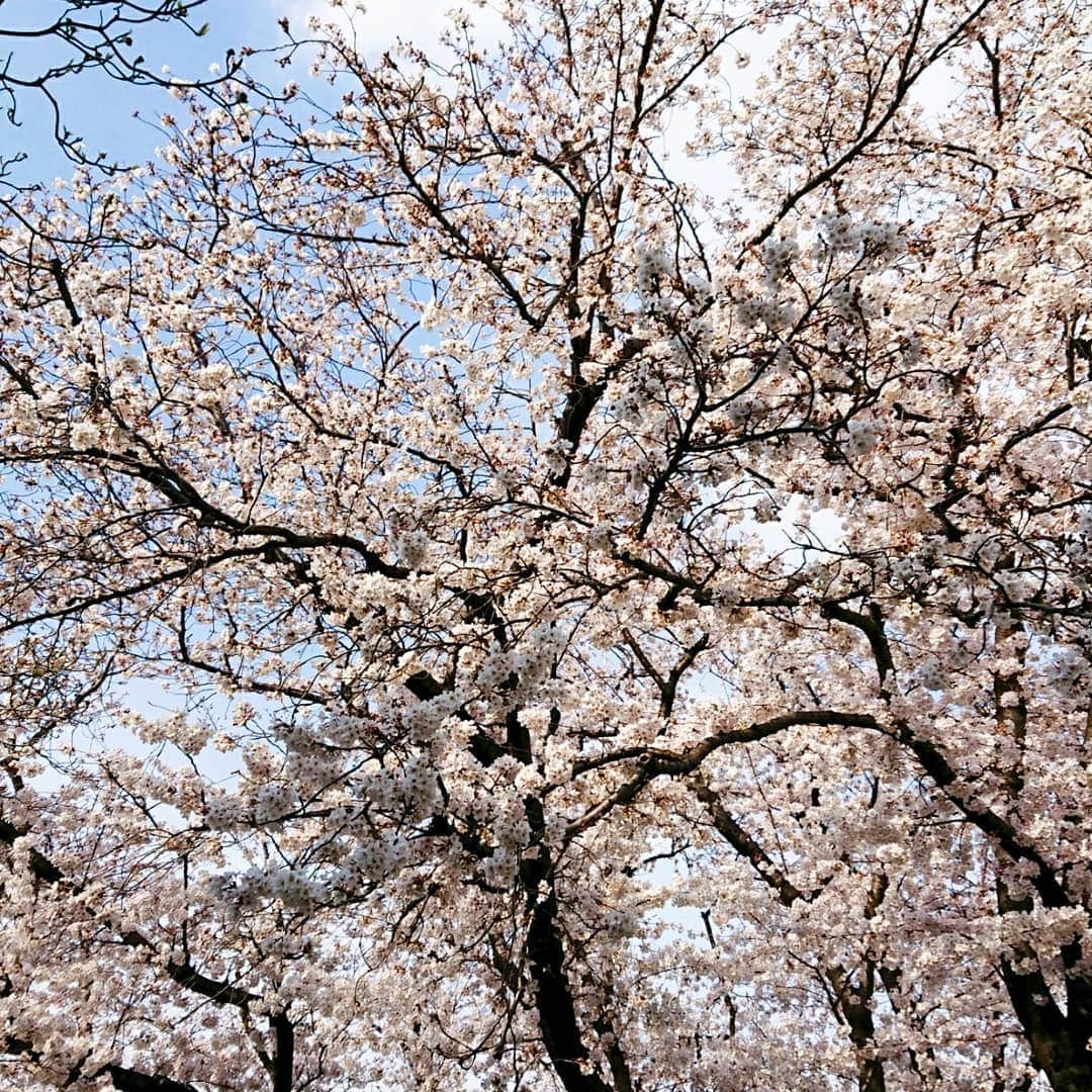 中田有紀さんのインスタグラム写真 - (中田有紀Instagram)「いつの間にか桜満開なんですね🌸😳 今日は風が強かったので、桜吹雪で花びら…どころか花のまま落ちてくる桜がたくさんありました💦 それを娘と拾い集めるという遊び😊 #公園で #桜満開 #桜拾い」3月26日 21時02分 - akinakada0508
