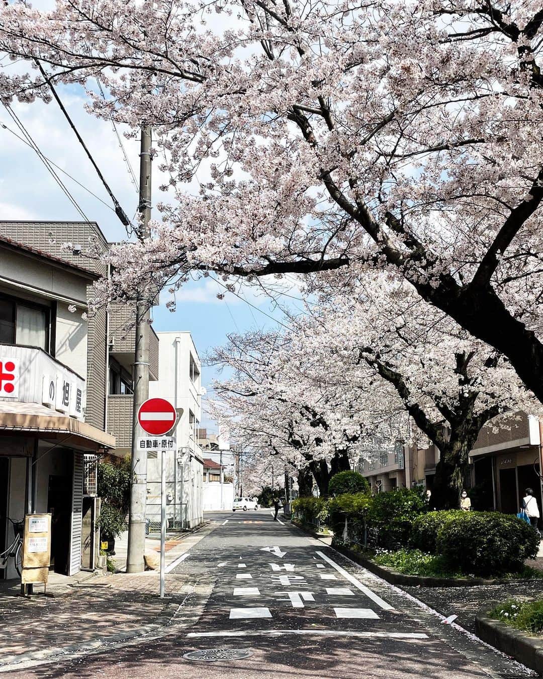 櫻間りえさんのインスタグラム写真 - (櫻間りえInstagram)「名古屋にも、私が愛してやまない春がきました。」3月26日 21時15分 - _moonciel