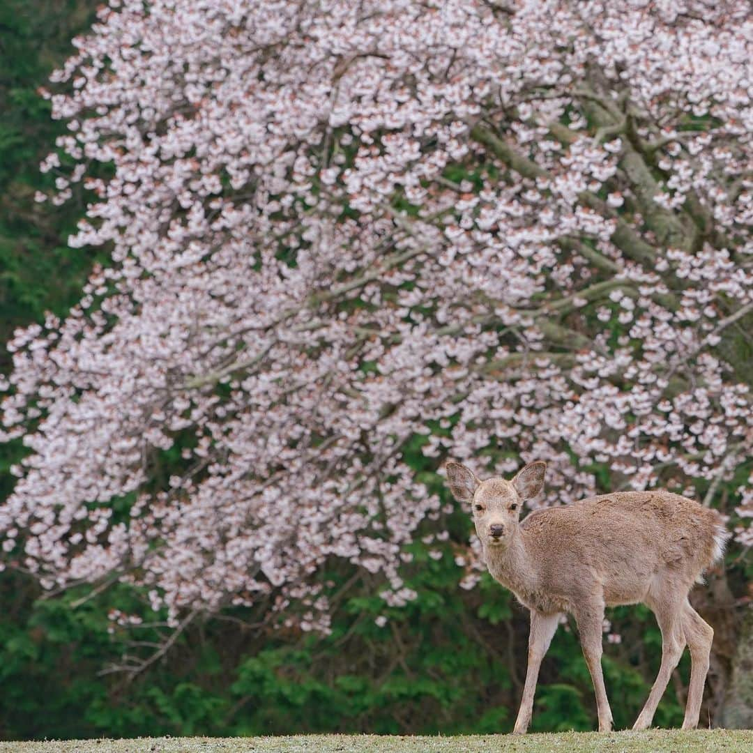 岩原大起さんのインスタグラム写真 - (岩原大起Instagram)「朝霧に包まれた、今朝の奈良公園。 出社前に鹿と桜を撮影してきました🦌🌸  撮った写真はevery.の 関西天気でも使ってもらいました！  #奈良公園 #奈良 #鹿 #桜 #わたしは奈良派  #sony #α7Ⅲ #canon70200mm #camera #canon1740mm #photography #nara #ちなみに5時起き #10時には出社」3月26日 21時13分 - ytv_iwahara