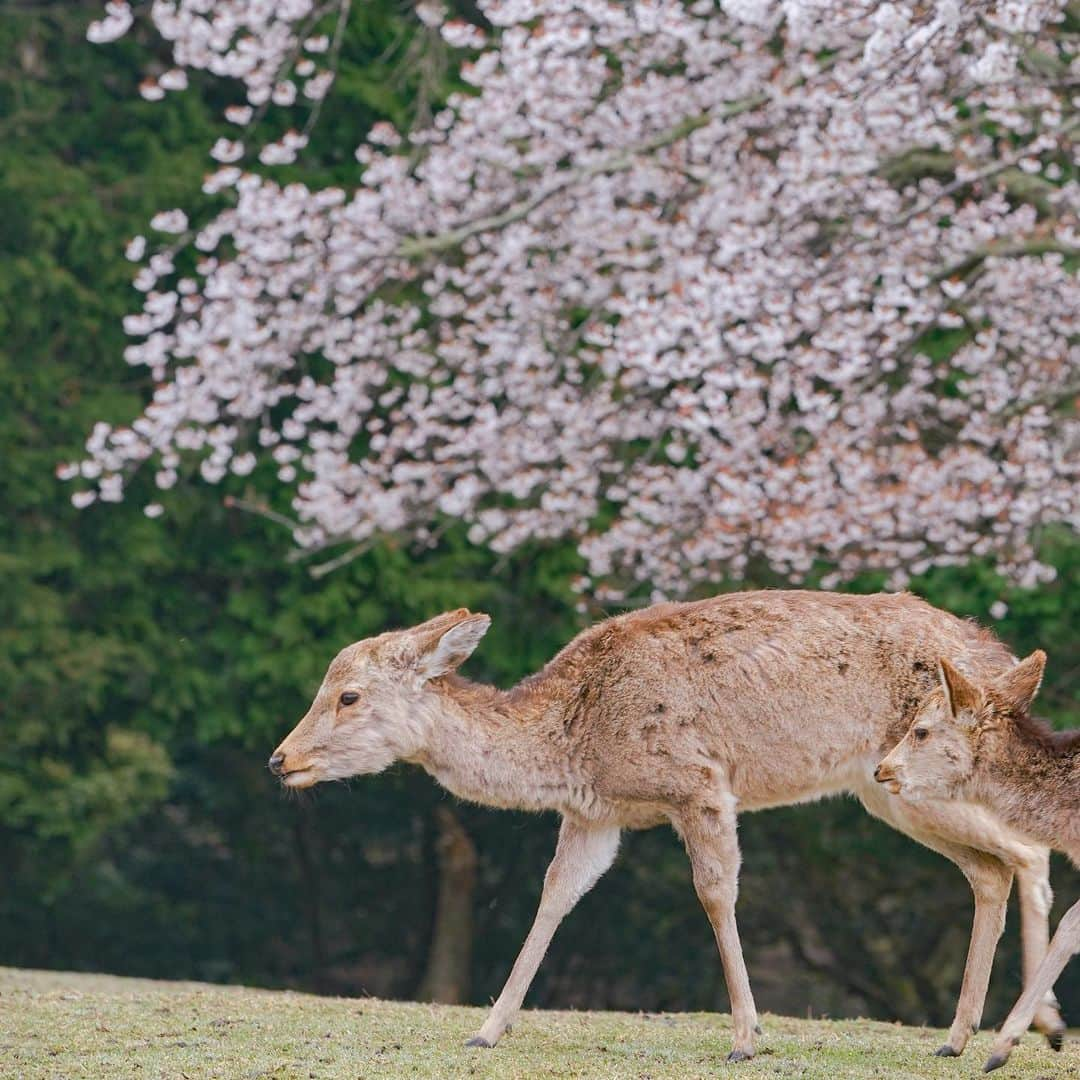 岩原大起さんのインスタグラム写真 - (岩原大起Instagram)「朝霧に包まれた、今朝の奈良公園。 出社前に鹿と桜を撮影してきました🦌🌸  撮った写真はevery.の 関西天気でも使ってもらいました！  #奈良公園 #奈良 #鹿 #桜 #わたしは奈良派  #sony #α7Ⅲ #canon70200mm #camera #canon1740mm #photography #nara #ちなみに5時起き #10時には出社」3月26日 21時13分 - ytv_iwahara