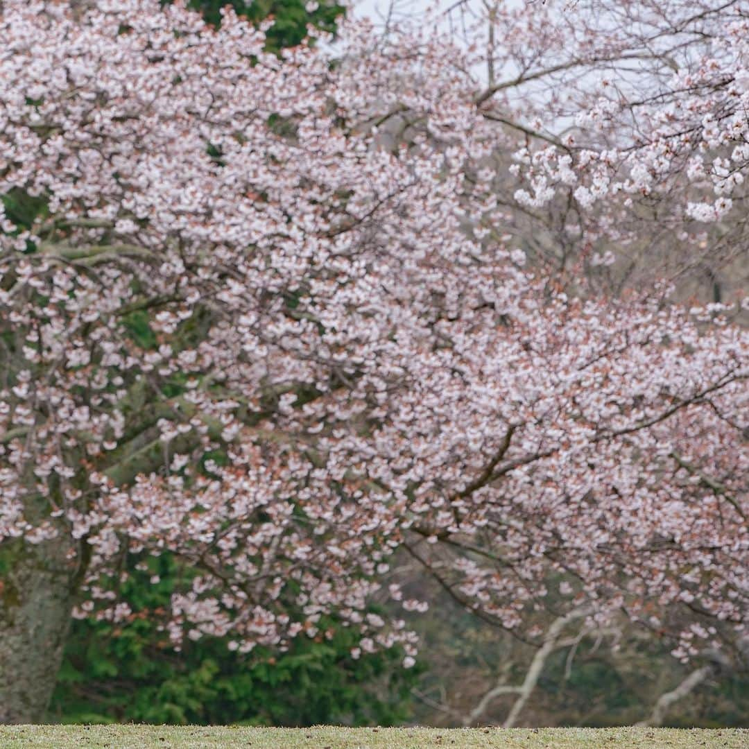 岩原大起さんのインスタグラム写真 - (岩原大起Instagram)「朝霧に包まれた、今朝の奈良公園。 出社前に鹿と桜を撮影してきました🦌🌸  撮った写真はevery.の 関西天気でも使ってもらいました！  #奈良公園 #奈良 #鹿 #桜 #わたしは奈良派  #sony #α7Ⅲ #canon70200mm #camera #canon1740mm #photography #nara #ちなみに5時起き #10時には出社」3月26日 21時13分 - ytv_iwahara