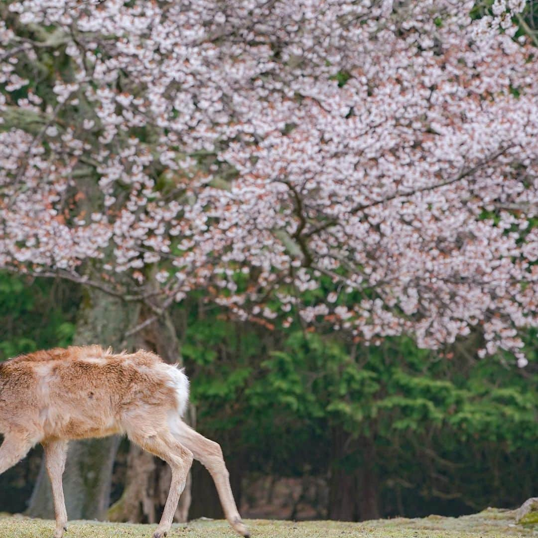 岩原大起さんのインスタグラム写真 - (岩原大起Instagram)「朝霧に包まれた、今朝の奈良公園。 出社前に鹿と桜を撮影してきました🦌🌸  撮った写真はevery.の 関西天気でも使ってもらいました！  #奈良公園 #奈良 #鹿 #桜 #わたしは奈良派  #sony #α7Ⅲ #canon70200mm #camera #canon1740mm #photography #nara #ちなみに5時起き #10時には出社」3月26日 21時13分 - ytv_iwahara