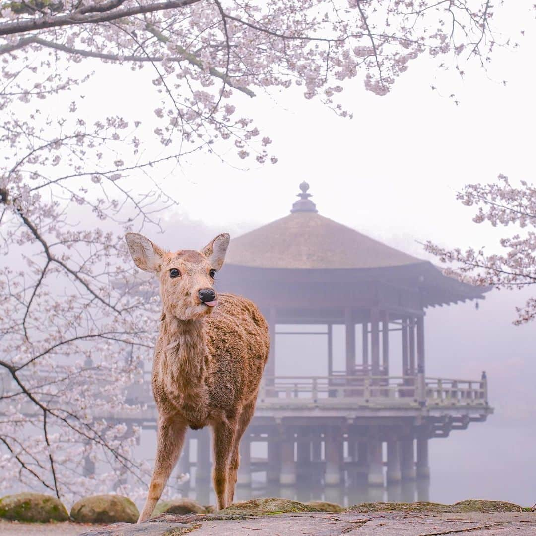 岩原大起さんのインスタグラム写真 - (岩原大起Instagram)「朝霧に包まれた、今朝の奈良公園。 出社前に鹿と桜を撮影してきました🦌🌸  撮った写真はevery.の 関西天気でも使ってもらいました！  #奈良公園 #奈良 #鹿 #桜 #わたしは奈良派  #sony #α7Ⅲ #canon70200mm #camera #canon1740mm #photography #nara #ちなみに5時起き #10時には出社」3月26日 21時13分 - ytv_iwahara