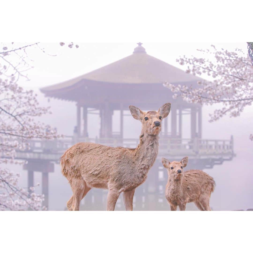 岩原大起のインスタグラム：「朝霧に包まれた、今朝の奈良公園。 出社前に鹿と桜を撮影してきました🦌🌸  撮った写真はevery.の 関西天気でも使ってもらいました！  #奈良公園 #奈良 #鹿 #桜 #わたしは奈良派  #sony #α7Ⅲ #canon70200mm #camera #canon1740mm #photography #nara #ちなみに5時起き #10時には出社」