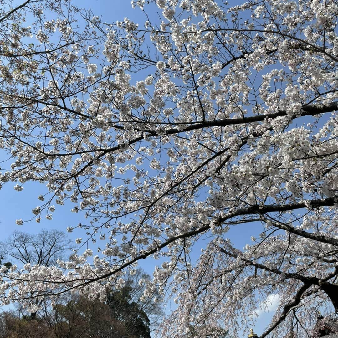 角川慶子さんのインスタグラム写真 - (角川慶子Instagram)「平等院行ってきた。 春休み、４月から頑張る。 #平等院 #宇治」3月26日 21時31分 - keikokadokawa