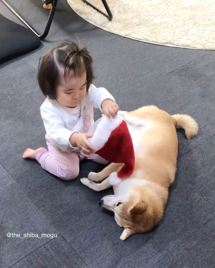 Moguのインスタグラム：「. 昨年のクリスマス頃の動画なの。 #鼻蹴られた #サンタ帽もぐに被せようとして被せられなくて自分で被って納得する #そしてとにかく頭を振りまくる #早く立ち去っておくれよ . @the_shiba_mogu  #柴犬 #shibainu #shiba#赤柴 #redshiba#犬 #dog#しばいぬ#nannydog#犬と子供#子供と犬#柴犬と子供#柴#赤ちゃんと犬#犬と赤ちゃん#柴犬と赤ちゃん#赤ちゃんと柴犬#柴犬のいる暮らし#子守犬」