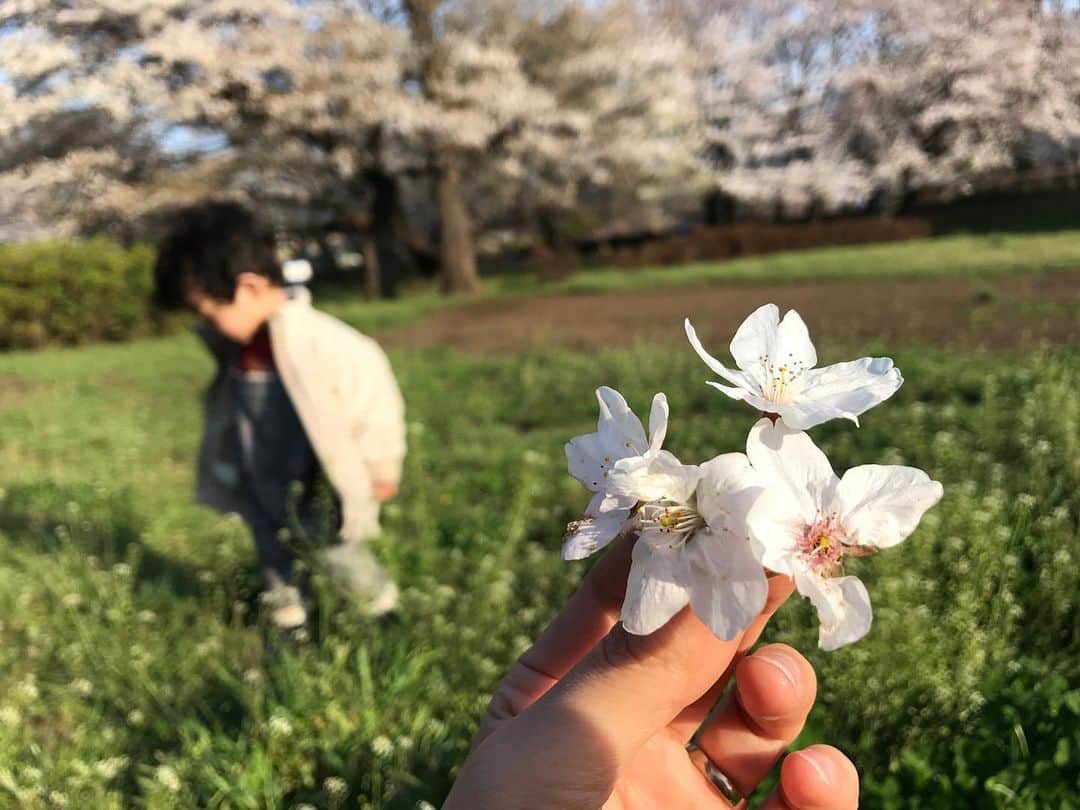 仲川希良さんのインスタグラム写真 - (仲川希良Instagram)「息子が手渡してくれた この桜が ・ せめて思い出のなかでは ずっと咲き続けるように ・ ・ ・ ご近所はあっという間に満開です！ 日曜日は花散らしの雨かな ・ ・ #🌸」3月27日 0時16分 - kiranakagawa