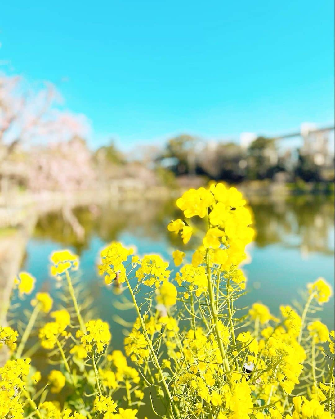 佐田志歩さんのインスタグラム写真 - (佐田志歩Instagram)「. そういえば最後のシャキット！終わり、 なんだかすぐに帰るのも名残惜しくて 千葉公園をぐるっとお散歩しました。 いいお天気で気持ちよかったなあ☺️ . 水曜日には平松さんと小尾さんが、 今朝は山口さん岡田ちゃん佐竹さんが卒業され、 ついにシャキットが終わってしまったんだなあとしみじみ。 私は火曜日に卒業してから余韻に浸った１週間でした🥺 楽しい思い出を糧に新年度も頑張ってまいりますので これからも応援よろしくお願いいたします😊💐 . . . . . . . . . #チバテレ #シャキット #お花見 #千葉公園 #千葉観光  #フリーアナウンサー #佐田志歩」3月27日 0時53分 - sadashiho