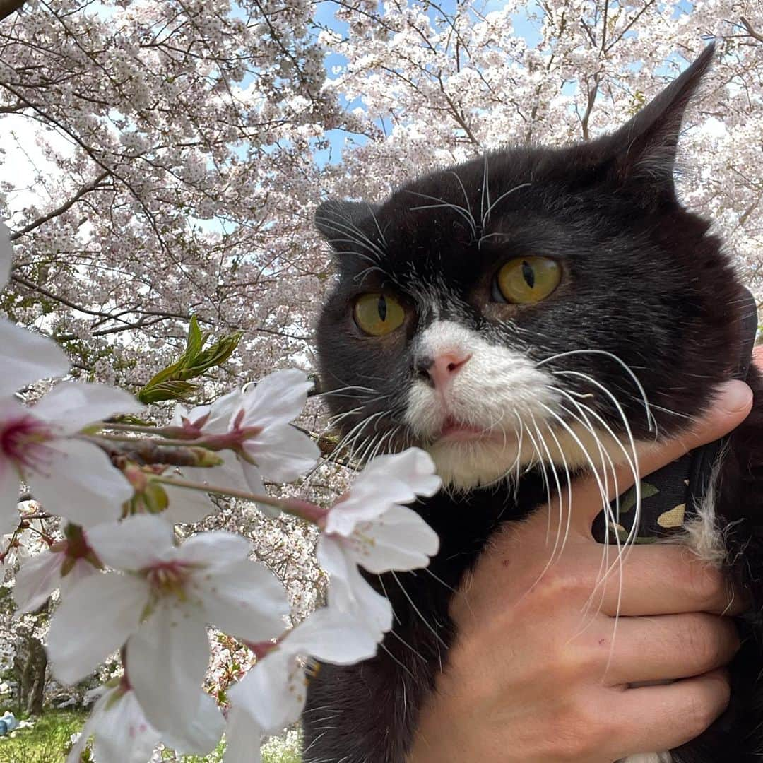 もんたの日常さんのインスタグラム写真 - (もんたの日常Instagram)「もんたとお花見。 #もんたの日常  #猫好きさんと繋がりたい  #dwarfcat #catstagram #cat #ジト目 #猫」3月27日 11時30分 - montanonichijo