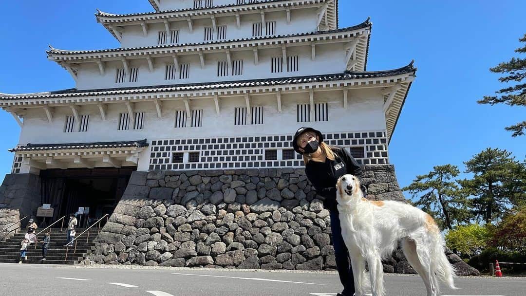 MIHO氏さんのインスタグラム写真 - (MIHO氏Instagram)「『島原城と金髪とボルゾイ』  熊本から福岡に上がろうとした朝 島原に45分で着くと知って進路変更、 長崎へ寄り道。  島原城をふらふらしてたら、 『YouTubeみてます！』って言ってもらえて しかもめっちゃ大きなボルゾイを連れていて いろんな意味ではわわ〜！！となりました。笑  飼い主さんも車中泊が好きで わんちゃんと北海道とかまでクルマ旅するらしく 『いつも参考になります！』って言ってくれたけど、 いや、こんな大きなわんこ連れて車中泊って たぶんわたしよりも車中泊玄人では、、、😌😌  とにかく、 立派なお城も見れたし 最高の出会いもあったし  急な進路変更だったけど、してよかったな。 これもまた無計画旅の楽しさですね☀️  次はどこ行こ〜  Enjoy！  #🏯 #🐶」3月27日 11時38分 - _mihoshi.344_