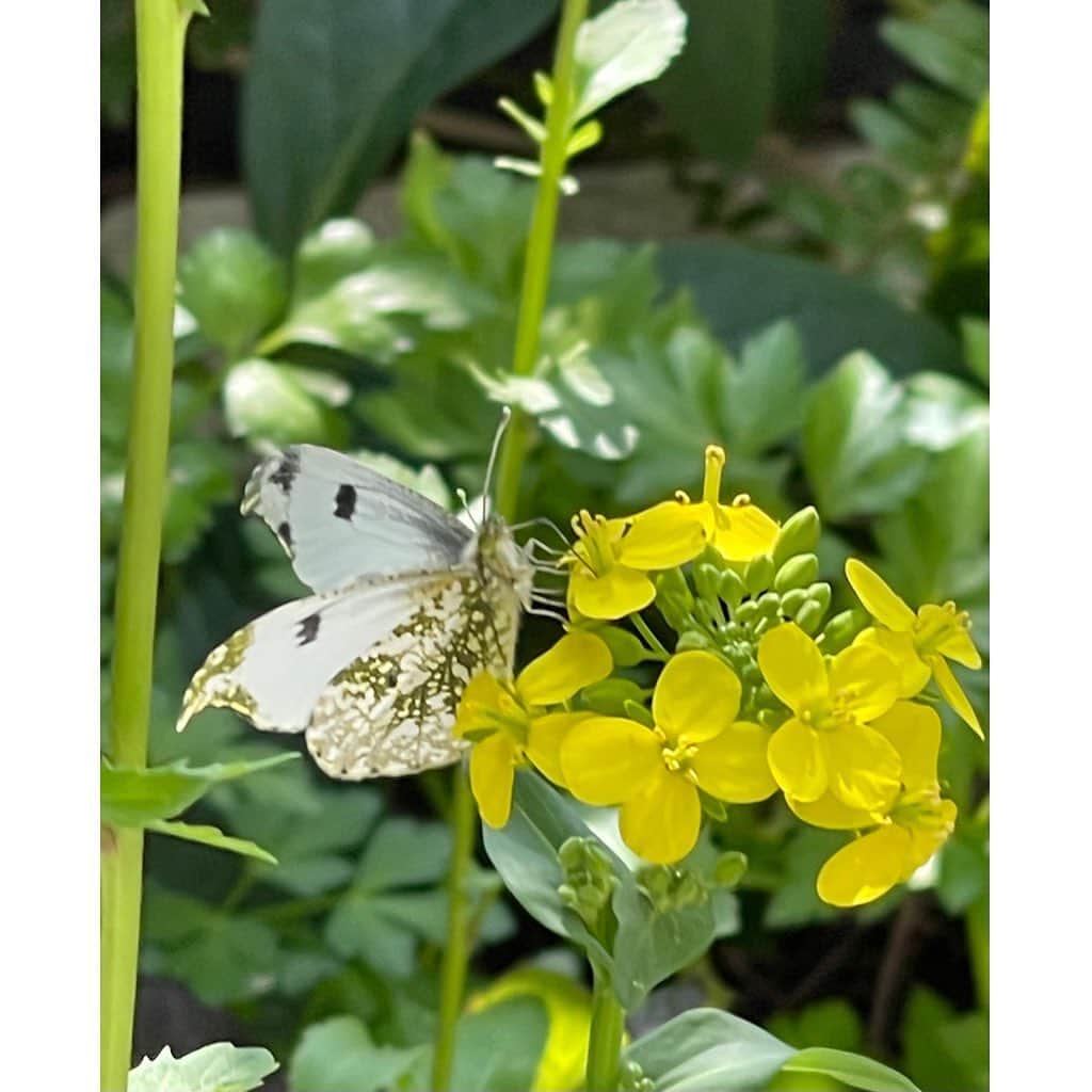 栗原はるみさんのインスタグラム写真 - (栗原はるみInstagram)「みなさんおはようございます。今日は暖かないい一日になりそう！嬉しい〜。 昨日お昼ご飯を食べ終わった時、庭に突然蝶々が。珍しい柄の蝶々。庭に出たらゆっくり近寄ってきたので驚きましたが上手く写せました。しばらくして飛んで行ってしまい何だかとても寂しくなりました。その菜の花の上の方には月桂樹の花も咲きカイドウも相変わらずきれいに咲き続けています。 さもない日常ですが庭には小さな出来事がいっぱいです。 みなさん今日はゆっくりして楽しい一日を過ごしてね〜 #栗原はるみ  #kuriharaharumi # 玲児さんに優しい言葉をかけたい」3月27日 7時42分 - harumi_gram