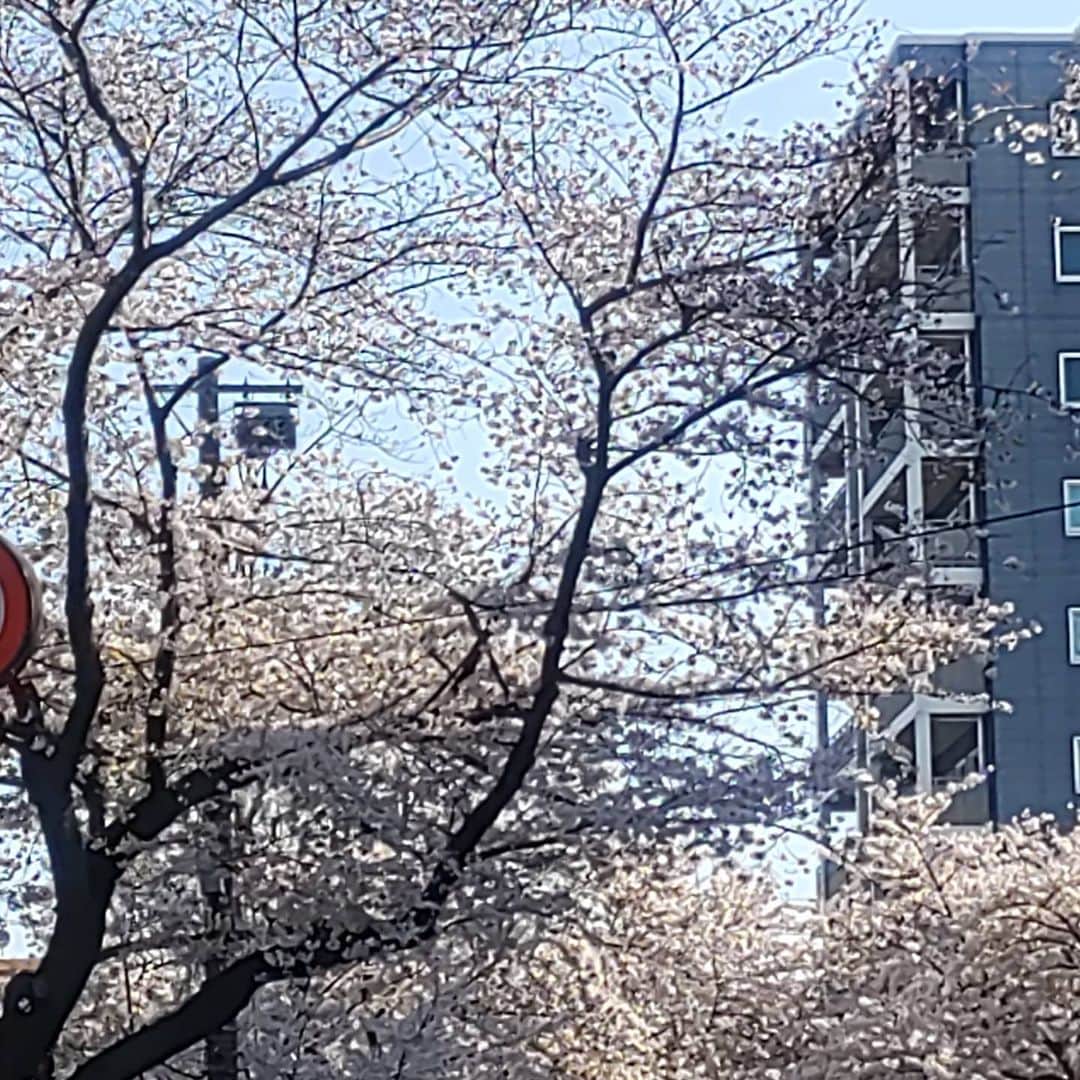菅原一秀さんのインスタグラム写真 - (菅原一秀Instagram)「桜、さくら、サクラ、どの字を書いても美しい🌸」3月27日 8時21分 - sugawaraisshu