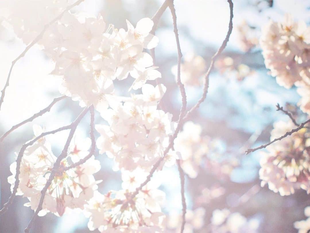 ゆーちゃんさんのインスタグラム写真 - (ゆーちゃんInstagram)「おはようございます( *˙꒳​˙ )☀️  桜は蕾と花の付き方で老木か若い木か見分けがつくそうで、 老木は枝先に集まって花咲き枝下てくるらしく その樹齢は50年を越えるそうです。  何となく記憶の中で目に留まる桜は はるか昔から古くを生きぬく桜だったのかもしれないなぁと 思い耽りながら、  私の大切なひいおばあちゃんは 本当にいろいろな場所 場面に 素敵な言葉を残して旅立っていったなぁと感慨深くて、 美しく咲き誇る桜の木を前に 暫くその場を離れることができませんでした^^*  儚いからこそ、記憶に深くまれるのかもしれないですね もう少し長く桜を見ていたいなぁ  #一眼レフ #カメラ女子 #カメラ好きな人と繋がりたい #ファインダー越しの私の世界 #カメラ初心者 #カメラのある生活 #カメラマンさんと繋がりたい #eoskissm #言葉 #思ふ #自己啓発 #届け #優しさ #人間関係 #笑顔 #悩み #温かさ #言葉の力 #考え #感性  #自分 #未来 #言霊 #言葉の力 #悩み #相談 #自分磨き #自己投資 #自己分析 #自己肯定感」3月27日 8時25分 - yurina_era999