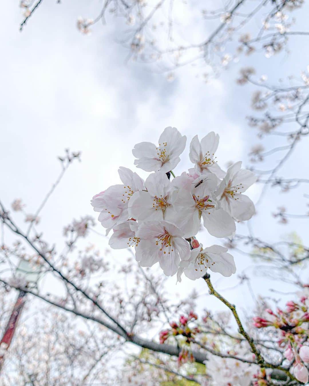 橘リンさんのインスタグラム写真 - (橘リンInstagram)「Cherry blossom🌸 早起きしてお散歩きもちいい〜 桜の季節はほんと好き❤︎ . . だがしかし明日雨みたいだし 最近週末ずっと雨なのだが。。😱 . . . #mood #cherry」3月27日 9時38分 - rincharon