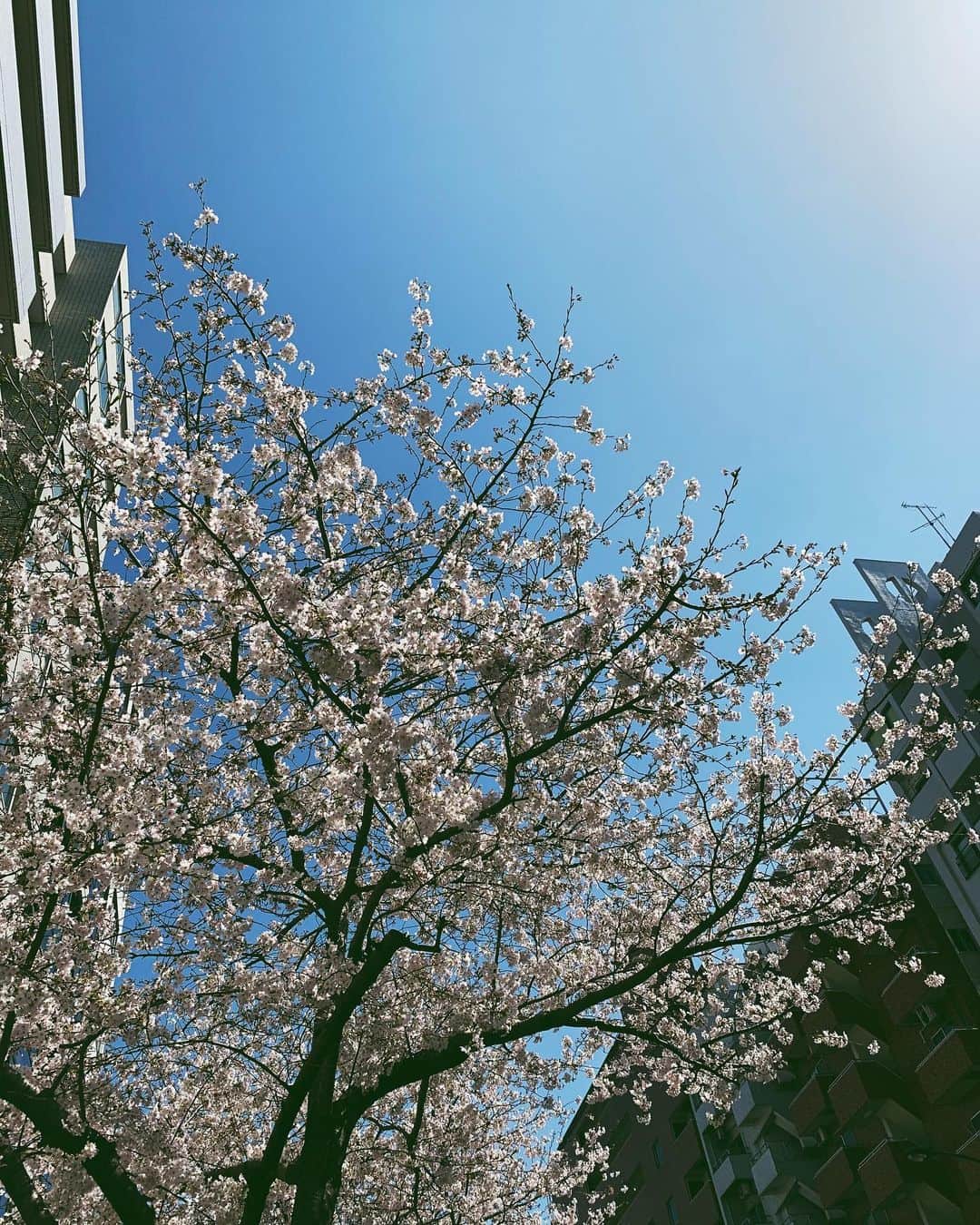 奥菜恵さんのインスタグラム写真 - (奥菜恵Instagram)「きれいだね、散歩しよ。  #桜 #sakura #散歩」3月27日 9時44分 - megumi_okina