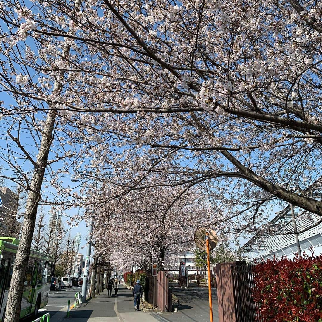 岸大貴のインスタグラム：「毎日通る道が綺麗なってたぜ #🌸」