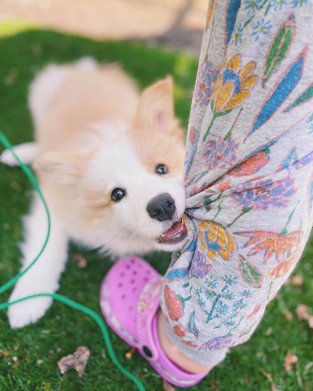 のインスタグラム：「そういえば、実家に4代目のわんこ🐶がやってきました♡  悪戯盛りのボーダーコリーのベビ犬。 花とあおと遊んでいると 目が回るほど破茶滅茶になります🌀笑  早く落ち着いて欲しい気持ちもあるけれど、赤ちゃんフォルムなこのサイズ感はたまらない。（あおも同じく）  #ずっとこのサイズでいて #ボーダーコリー #ミルクティー #子育て #子供 #子犬」