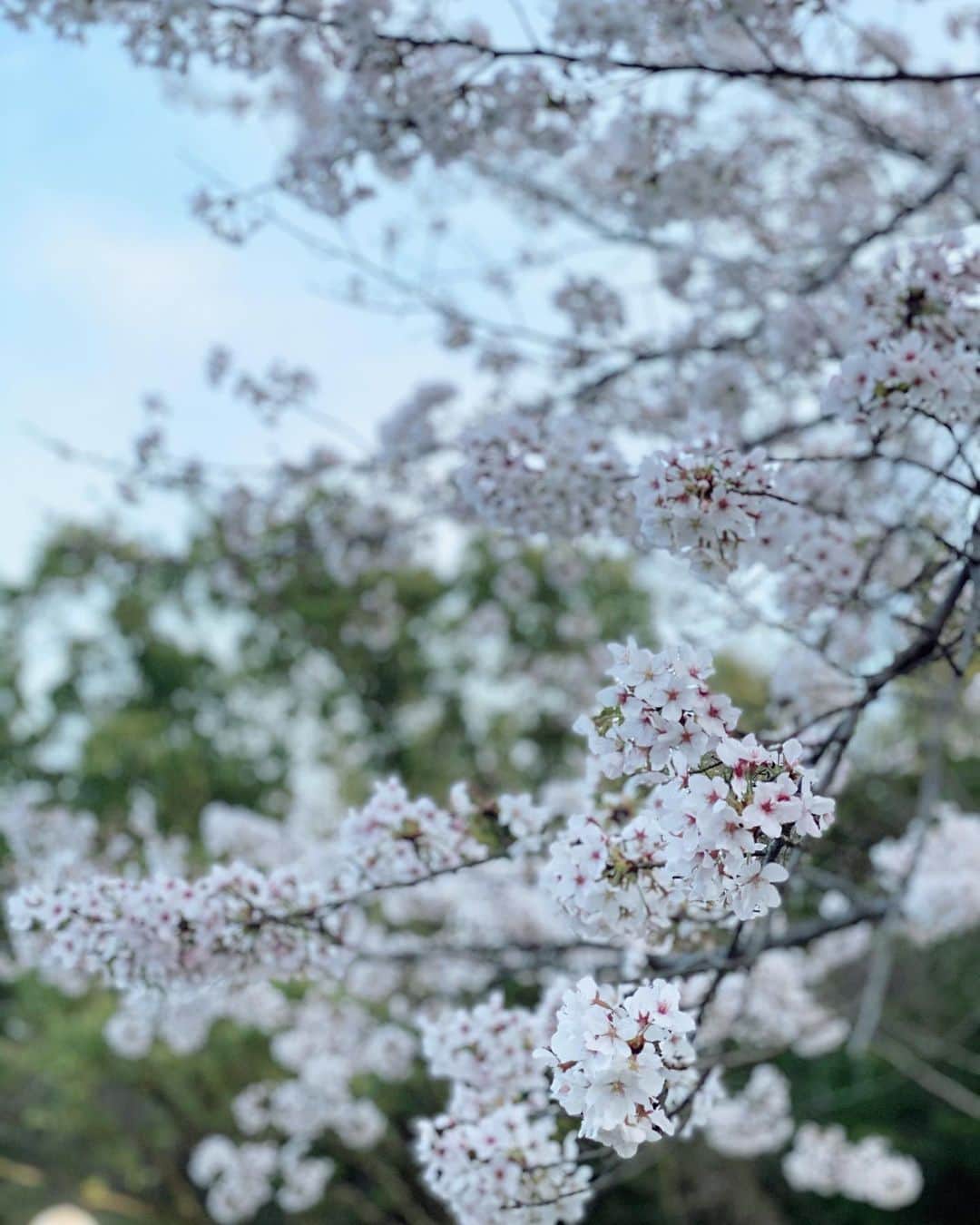 Risako Yamamotoさんのインスタグラム写真 - (Risako YamamotoInstagram)「sakurun👟🤍🌸  満開の桜を満喫しながらのランニング♡♡♡ 得した気分☺︎この季節のランニングが1番気持ちいい(◜◡◝ )  #running #weekend #桜 #ランニング女子 #ランニング #cherryblossom」3月27日 21時05分 - risako_yamamoto