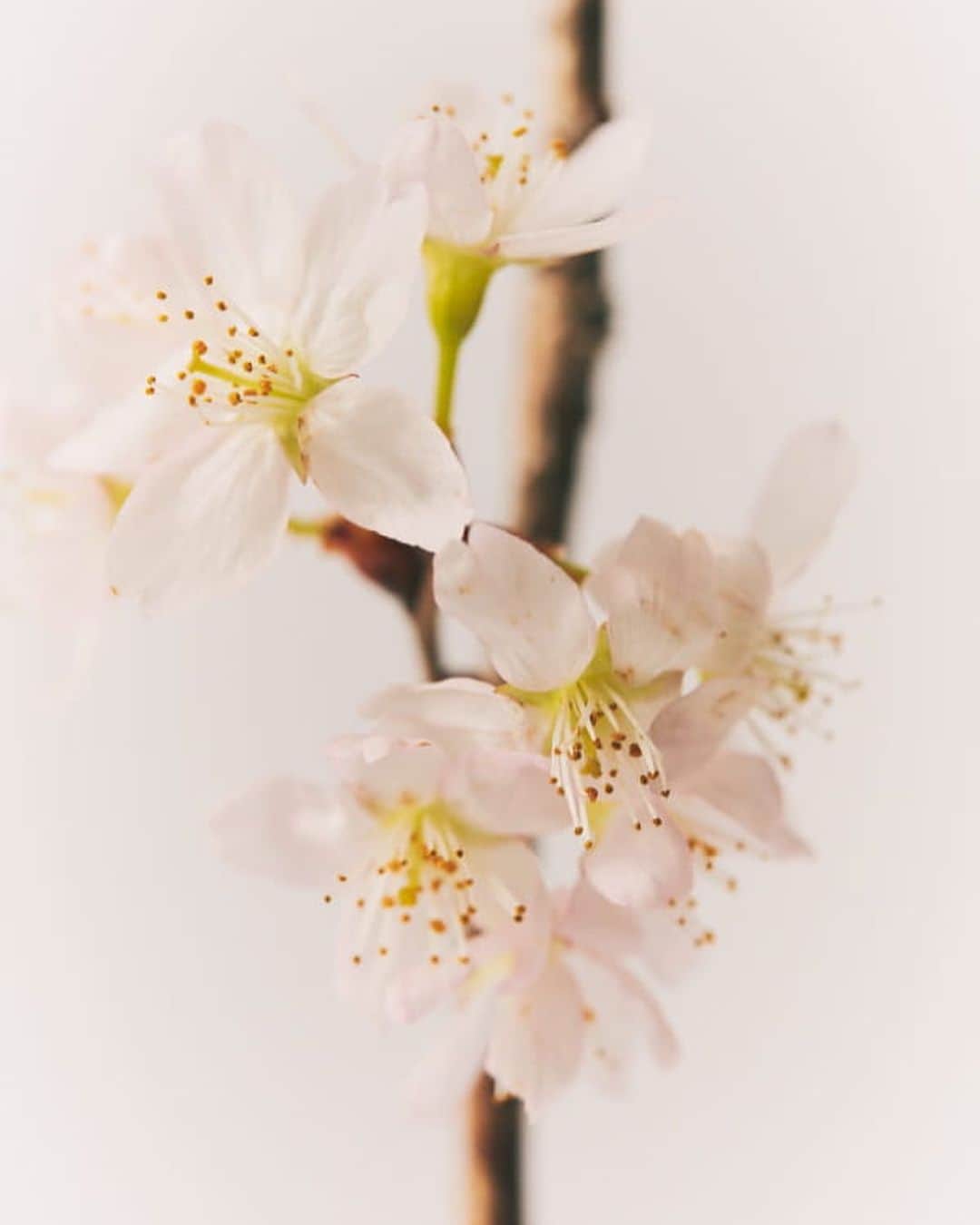 USAGI ONLINEさんのインスタグラム写真 - (USAGI ONLINEInstagram)「【SNIDEL HOME  SAKURA COLLECTION 桜を纏う 】　  優れた保湿・湿潤性があるサクラエキス配合の新シリーズ、桜モチーフのルームウェアが店頭、ONLINEにて発売中です。🌸是非ご覧下さい。  #usagionline #SAKURA #ウサギオンライン #桜 #snidelhome #スナイデルホーム #beautyhomedress #美容パジャマ #pouch #ポーチ #シュシュ」3月27日 19時34分 - usagionline
