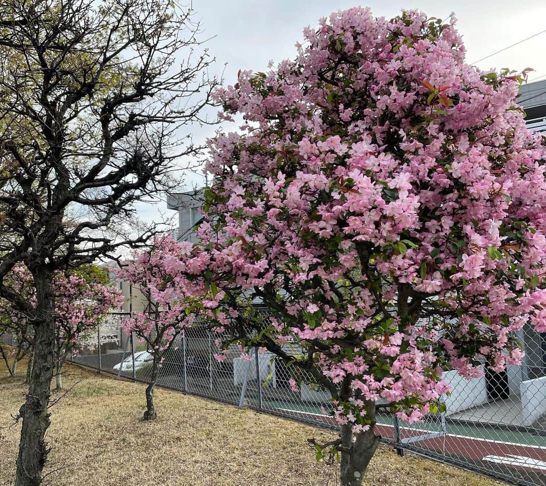 梶田冬磨さんのインスタグラム写真 - (梶田冬磨Instagram)「こんばんは☺︎☺︎☺︎ . 今日は景色の写真でよろしくお願いします🤲 もう気付けば春ですね🌸 本当にこの1年あっという間でしたね。 . 家の周りは、桜と梅で満開です。 でも、散ってしまい夏がくるんですよね。 夏も夏で楽しみですが、 今は、自分の子供に会える楽しみが1番です☺︎☺︎ 日々、妻が頑張って生活してくれてます。 感謝を忘れず、必ず幸せにします。 急にマジな語りを入れてすみません笑笑 . また後日お会いしましょう☺︎☺︎☺︎」3月27日 19時44分 - kajijrorg.02