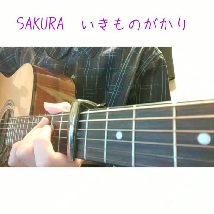 のインスタグラム：「今日は「桜の日」なので歌ってみました。桜の日ってとても儚げで素敵な響きですね。僕はまだ桜をみれていないのですが、皆さんはもうみましたか？🧚‍♀️💫  #singer #singersongwriter #vocalist #vocal #guitar #guitarist #vocal #cover #instmusic #sing #music #ボーカル #アコギ #弾き語り #弾き語り男子 #歌ってみた」