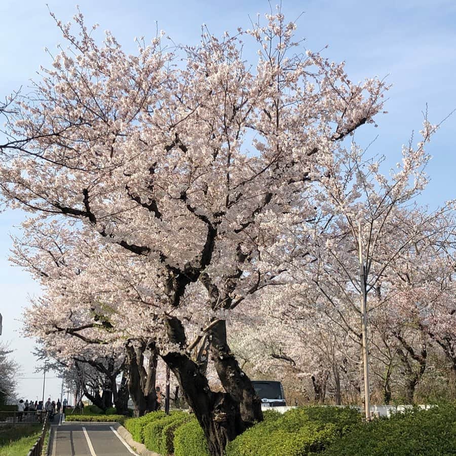 今村涼子さんのインスタグラム写真 - (今村涼子Instagram)「#花見散歩 #2021桜 あした散っちゃうな〜」3月27日 20時53分 - ryoko.imamu