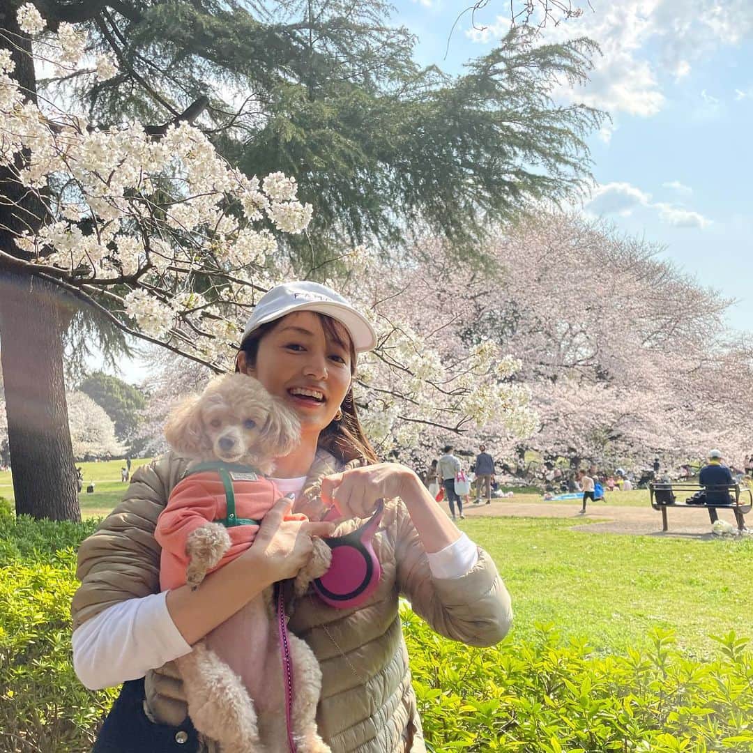 矢田亜希子さんのインスタグラム写真 - (矢田亜希子Instagram)「桜満開🌸🌸🌸 #お散歩#お散歩道#桜#桜満開#トイプードル#toypoodle #もなか#ラブラドールレトリバー #labradorretriever #アディ#写真撮る時だけマスク外してます」3月27日 12時07分 - akiko_yada