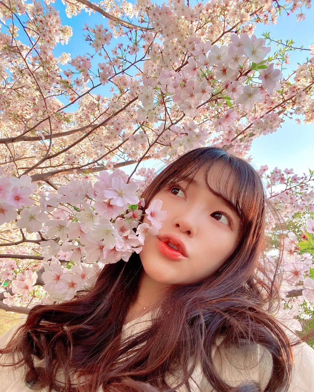 天木じゅんさんのインスタグラム写真 - (天木じゅんInstagram)「🌸🌸🌸 . . . 今年はいつも以上に 桜を見れて触れれて 嬉しい🌸🌸🌸🌸🌸 桜の花を見てると優しい気持ちになれるのは なんでかなぁ〜？🌸 . . . #桜 #さくら #お花見 #花見 #春 #天木フラワー」3月27日 12時23分 - jun.amaki