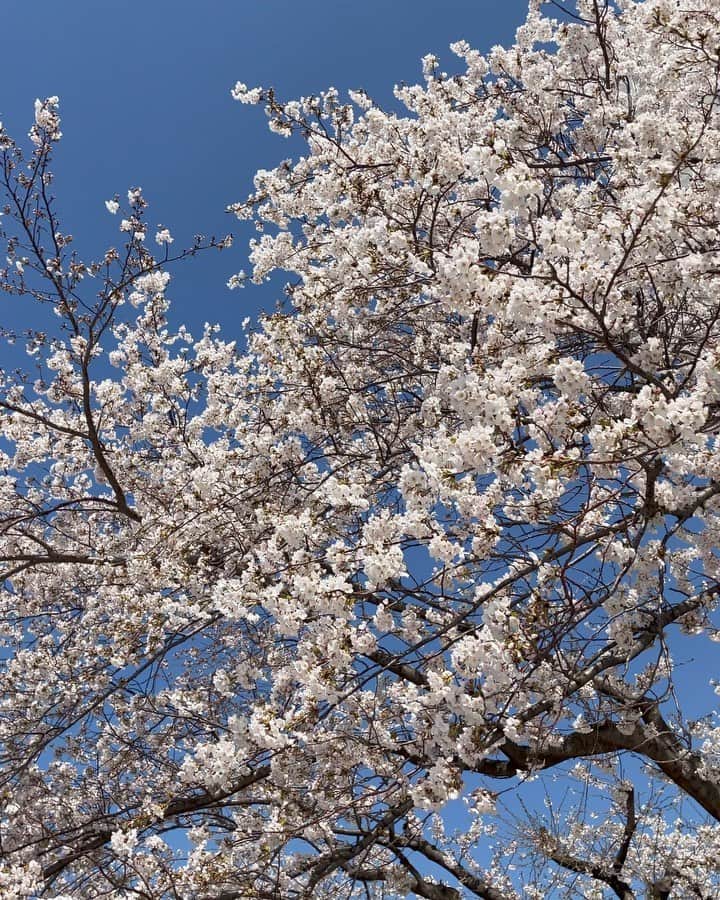 Hana4のインスタグラム：「#Sakura 🌸 I sent cherry blossom pics for my bestie @natalieminerva when i found 🌸 We saw sakura together all the time. I miss you so much. Being strong & sweet this situation🌍  お散歩してたら🌸がなびいてた😌 海外の親友たちにこの動画を送り あと少し頑張ろうねと 励まし合った。 今もどこかで苦しみ不安に思う人たちがいることは 忘れないで常識を超えない時間を過ごすことが 私たち一般人の役目。 いつも凛として雨や風にも負けないで 儚いけれど強く美しく咲く桜に パワーをもらった2021年の春🌸 ・ #cherryblossom #springhascome #naturepower」