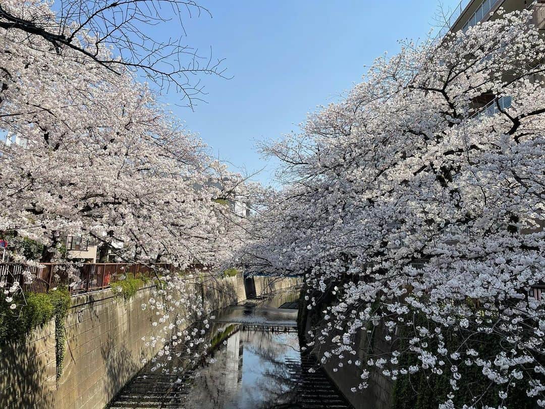 笛木優子のインスタグラム：「通りすがりに写真だけ🌸 やっぱりキレイ🌸🌸」