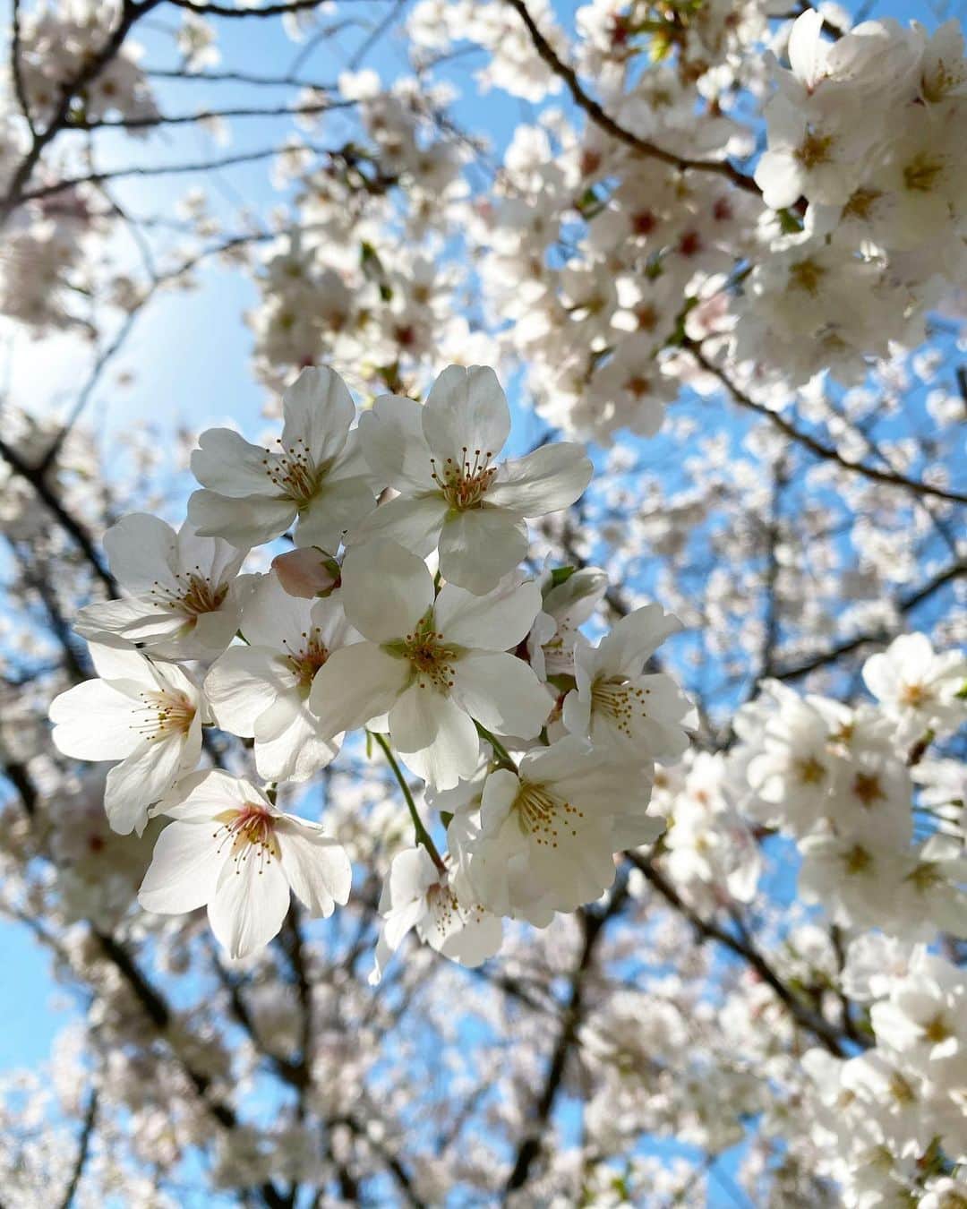 早坂香須子さんのインスタグラム写真 - (早坂香須子Instagram)「東京も満開だね！ 連日美しい姿をありがとう🙏🌸🌸🌸🌸」3月27日 13時07分 - kazukovalentine