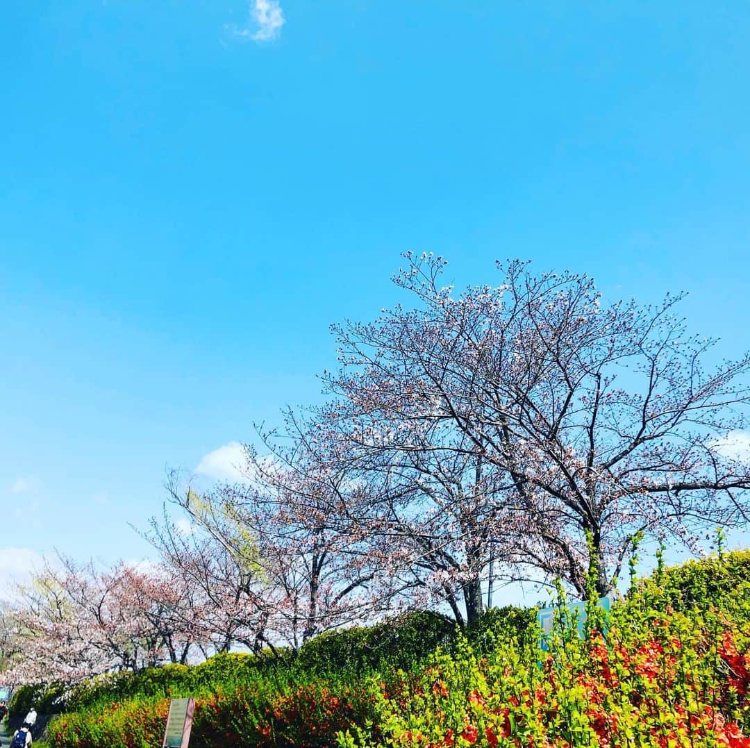 原日出子さんのインスタグラム写真 - (原日出子Instagram)「木 金 と京都に行って来ました。 KBS京都で セミレギュラーとなっている 京散歩のロケです😊 桜の季節の京都は いつもならホテルを取るのも難しいのですが 海外からの観光客がいないので 申し訳ないけれど 落ち着いていて 京都らしさを満喫することができました。 鴨川沿いの桜  白川端の桜  琵琶湖疏水沿いの桜  桜の名所は たくさんありますが 街の中を歩いていても 美しい桜並木がいっぱい🌸 お散歩しながら 京都の桜を 満喫致しました❣️ 一泊の夕飯は 祇園 びとらへ😊 旬の食材を 絶妙なこしらえで 美味しくいただきました💖  #京都ロケ #桜 #お散歩 #毎日を楽しく #祇園びとら #幸せ」3月27日 13時00分 - hara_hideko